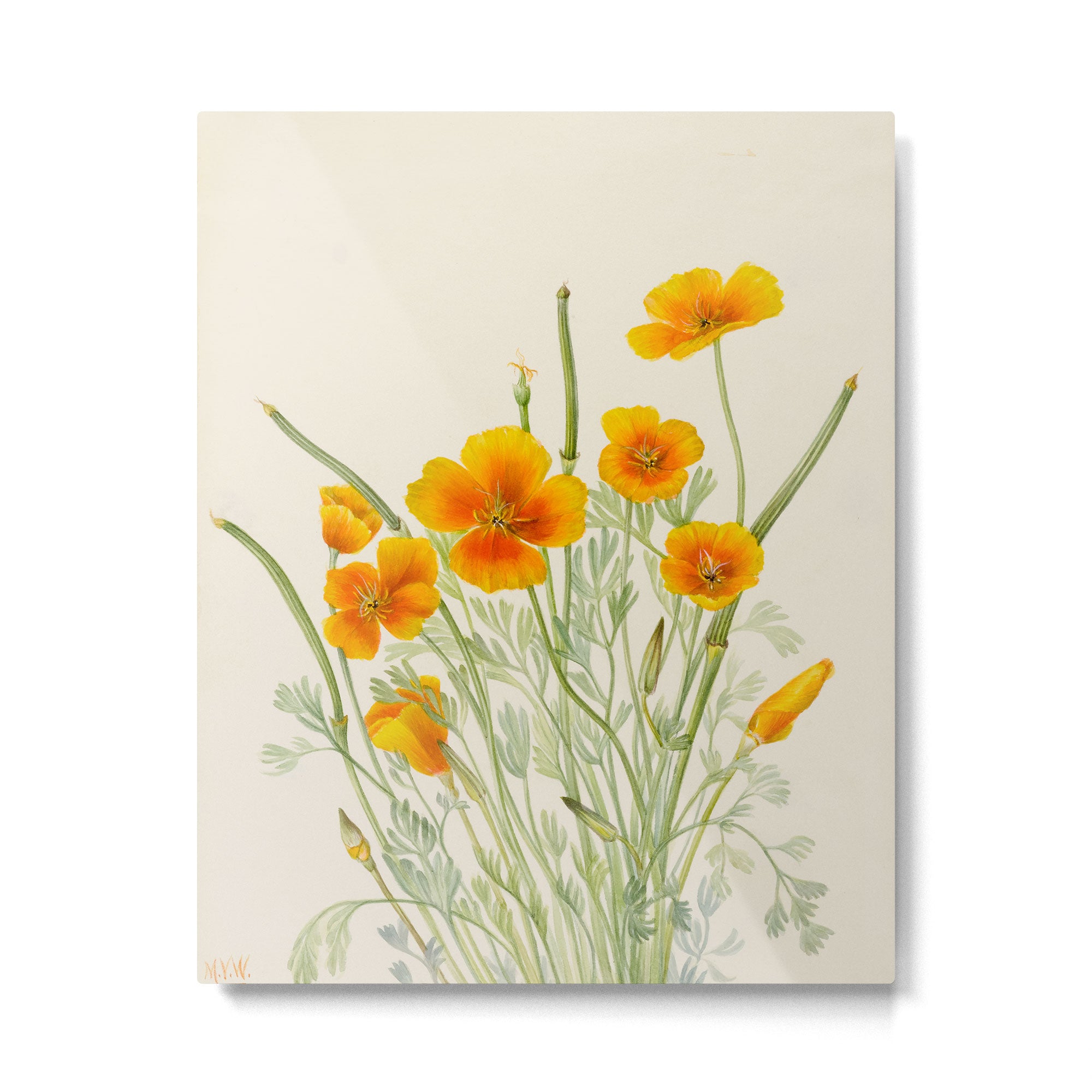 Mexican Poppy Vintage Botanical Print Metal Print Gallery Image 4