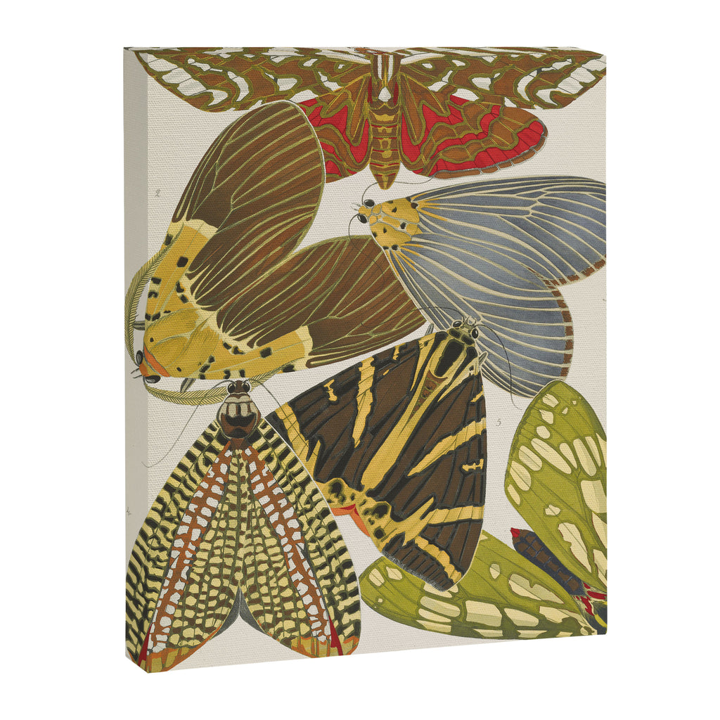 Moth Print by E.A. Seguy, 1925 #5 Canvas Print Gallery Image 6