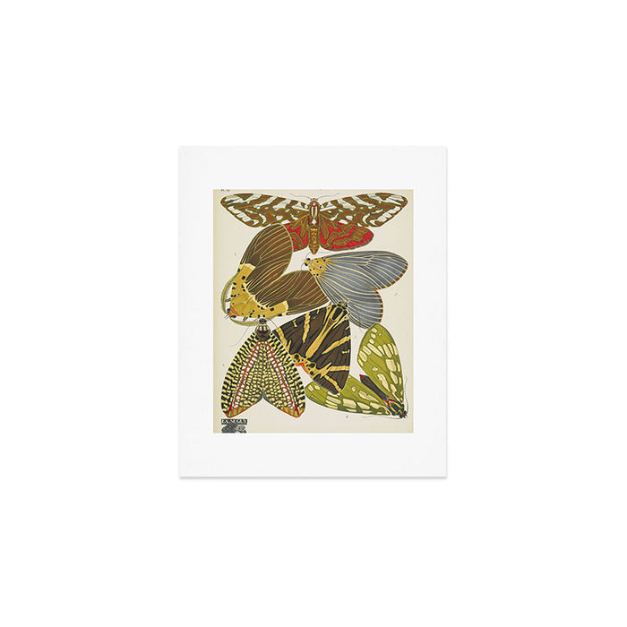 Moth Print by E.A. Seguy, 1925 #5 Art Print Gallery Image 1