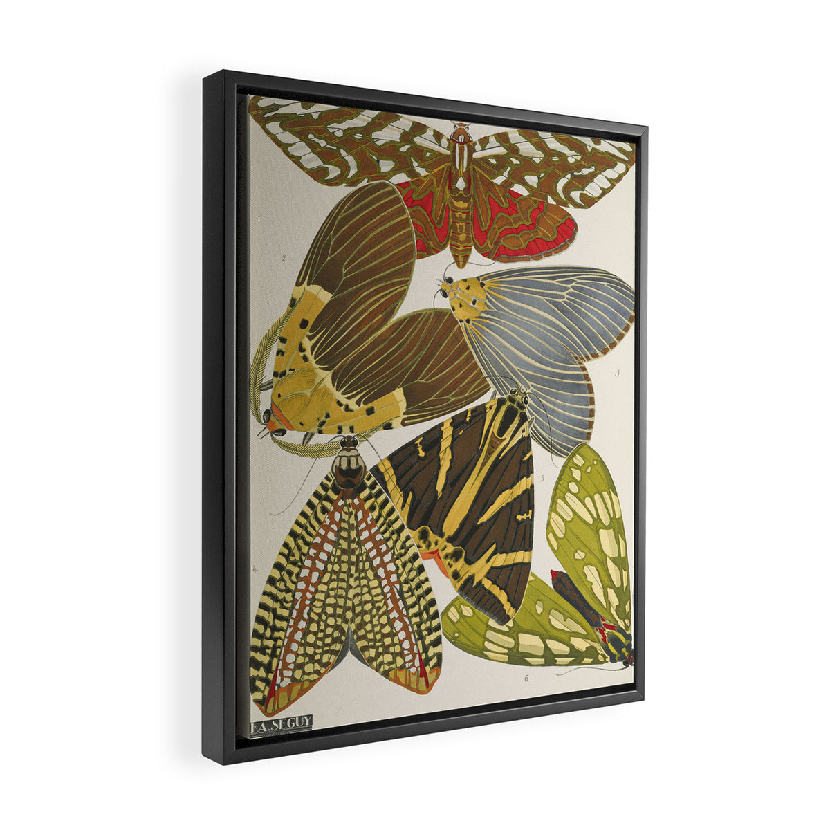 Moth Print by E.A. Seguy, 1925 #5 Framed Canvas Print Gallery Image 2