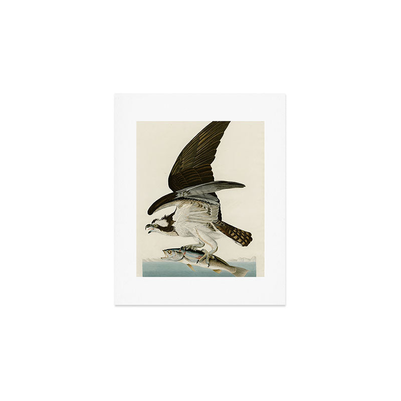 Osprey - John James Audubon's Birds of America Print Art Print Gallery Image 1