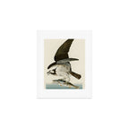 Osprey - John James Audubon's Birds of America Print Art Print Gallery Image 1