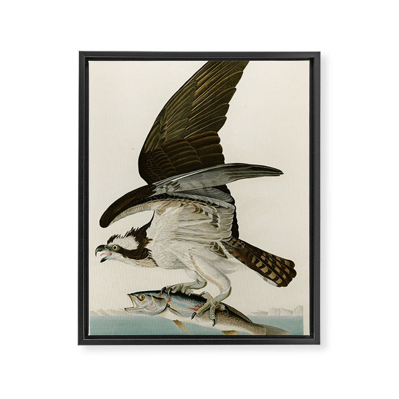 Osprey - John James Audubon's Birds of America Print Framed Canvas Print Gallery Image 6