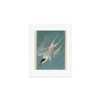 Roseate Tern - John James Audubon Birds of America Art Print Gallery Image 1