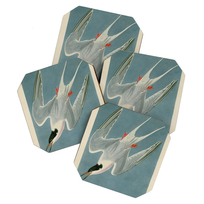 Roseate Tern - John James Audubon Birds of America Coaster Gallery Image 1