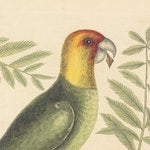 Natural History Prints