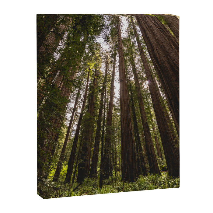 Among Giants II - 60/365 Canvas Print Gallery Image 1