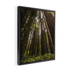 Among Giants II - 60/365 Framed Canvas Print Gallery Image 2