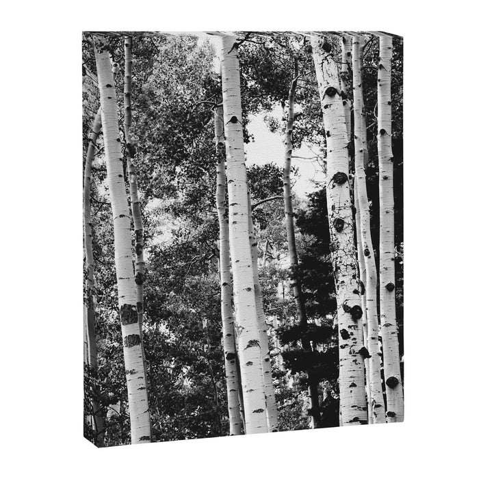 Aspen Forest - Black And White Nature Photography Canvas Print Gallery Image 1