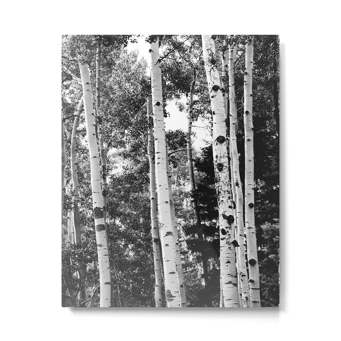 Aspen Forest - Black And White Nature Photography Metal Print Gallery Image 1