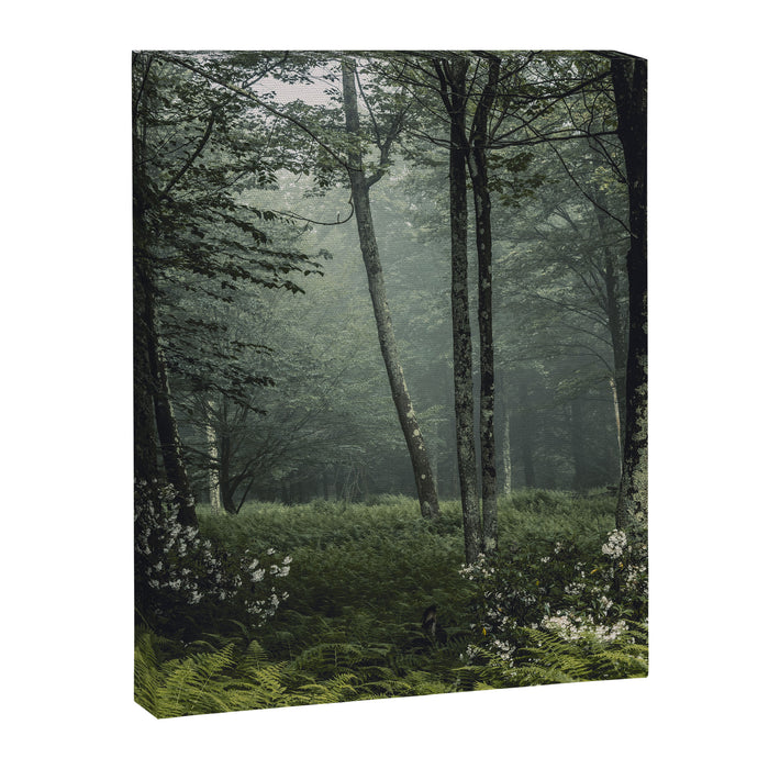 Forest Melody - Appalachian Mountains  Canvas Print Gallery Image 1