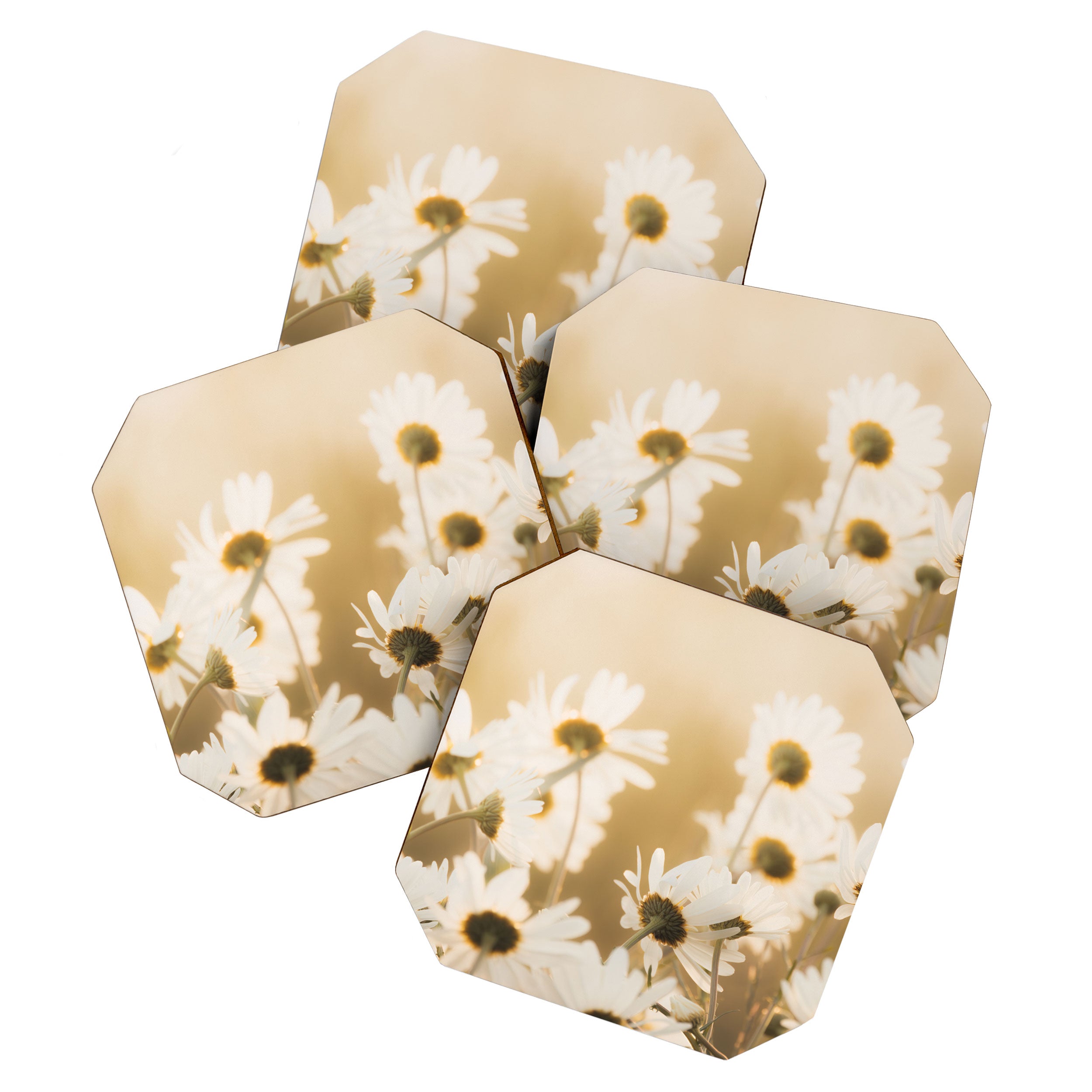 Golden Hour Daisies in Soft Summer Light Coaster Gallery Image 1