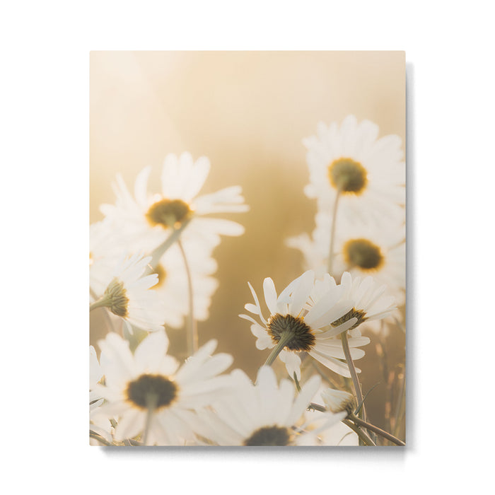 Golden Hour Daisies in Soft Summer Light Metal Print Gallery Image 1