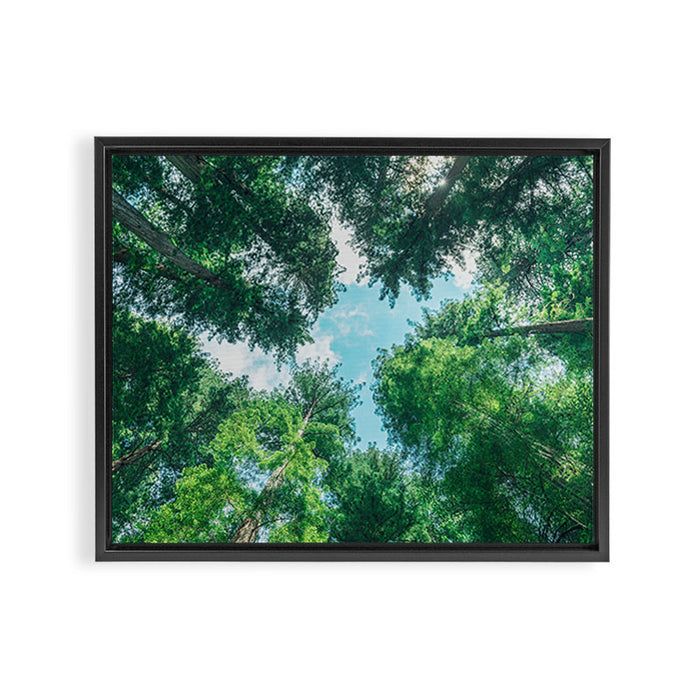 Lost In The Forest - Redwood National Park California Framed Canvas Print Gallery Image 1
