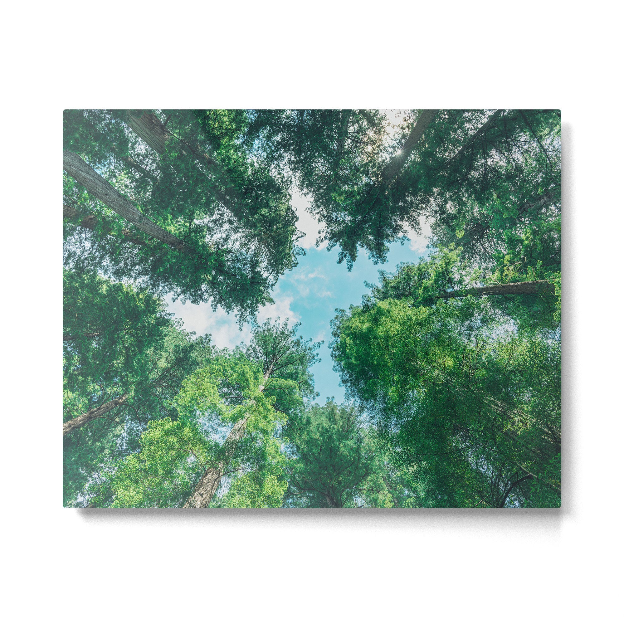 Lost In The Forest - Redwood National Park California Metal Print Gallery Image 4