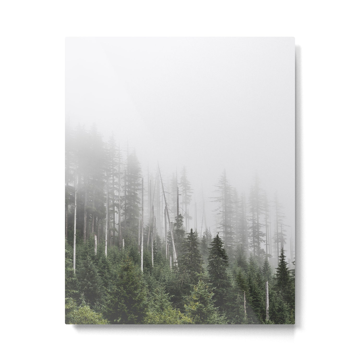 Pacific Northwest Forest - Misty Mountain Morning Metal Print Gallery Image 4