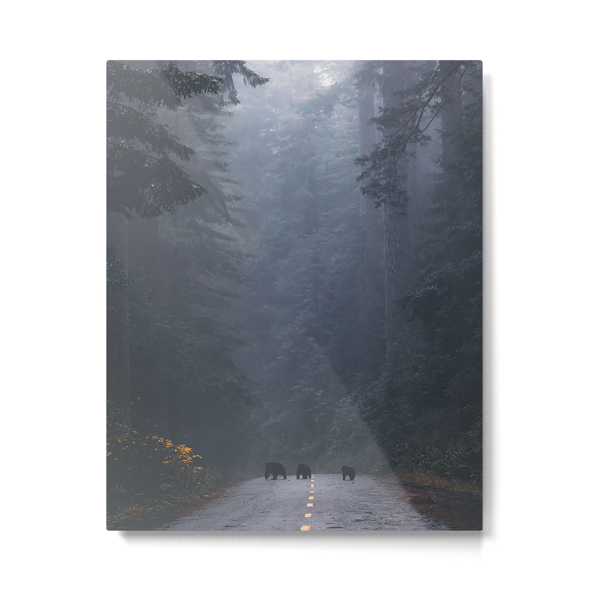 Redwood Forest Black Bear Adventure III Metal Print Gallery Image 4