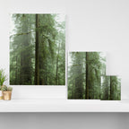 Redwood National Park - Misty Mountain Forest Adventure Canvas Print Gallery Image 3