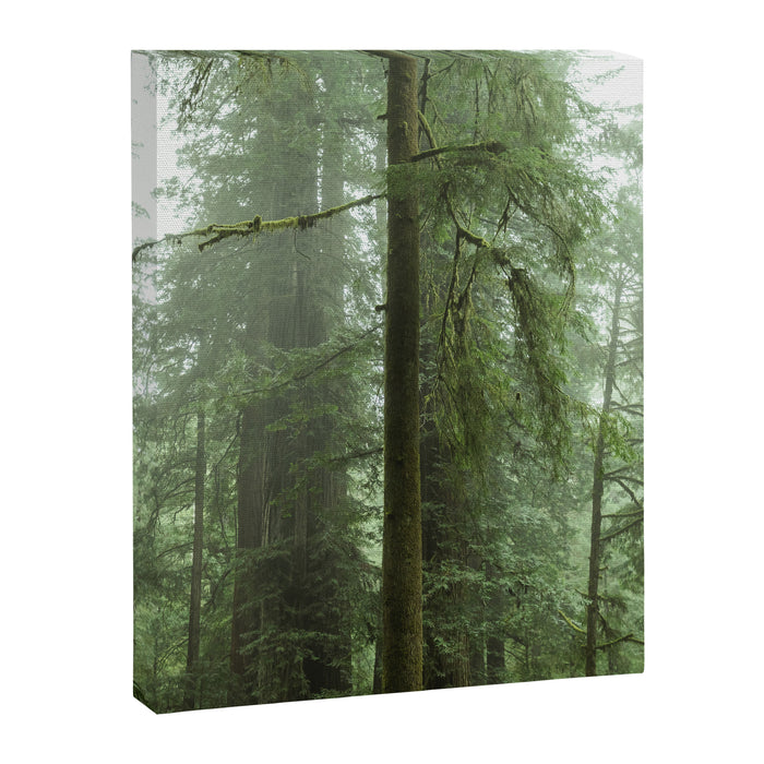 Redwood National Park - Misty Mountain Forest Adventure Canvas Print Gallery Image 1