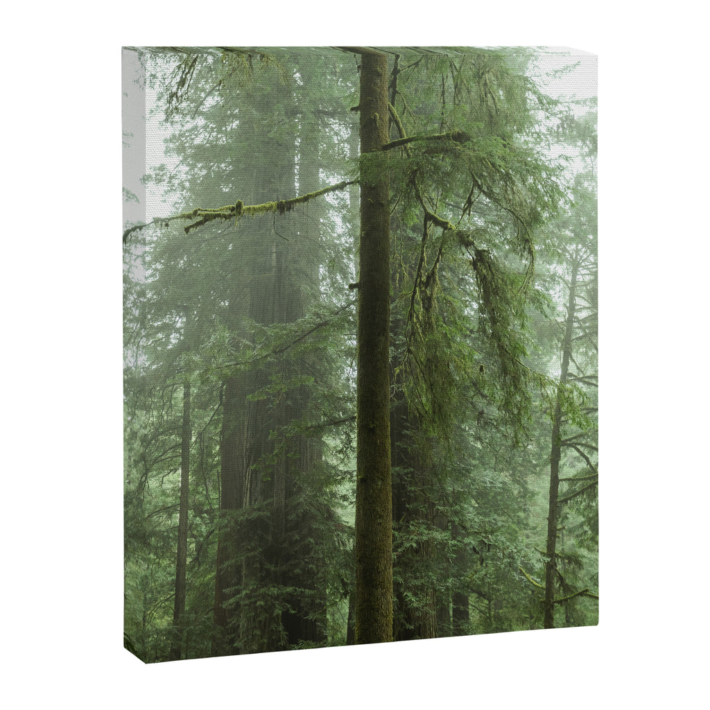 Redwood National Park - Misty Mountain Forest Adventure Canvas Print Gallery Image 6