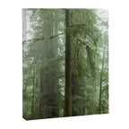 Redwood National Park - Misty Mountain Forest Adventure Canvas Print Gallery Image 6