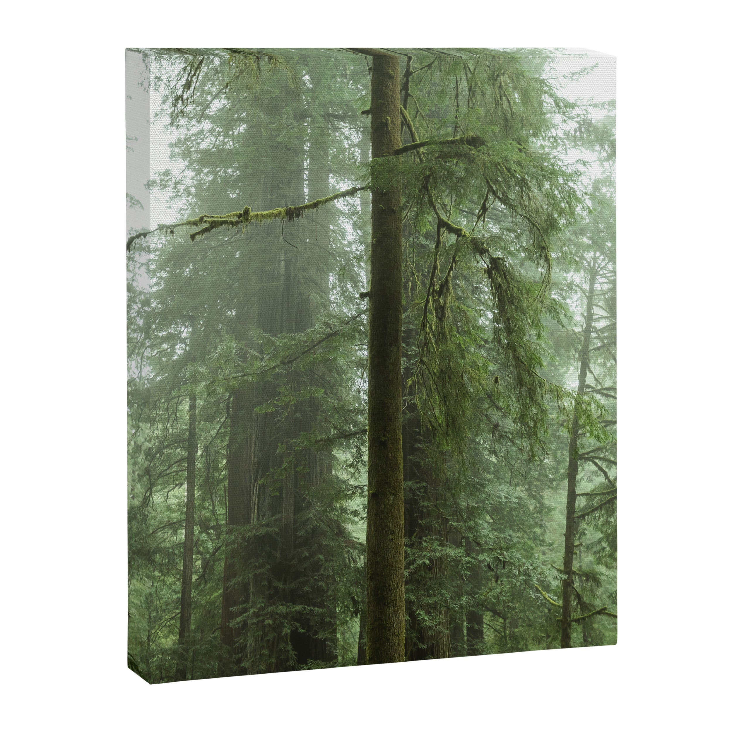 Redwood National Park - Misty Mountain Forest Adventure Canvas Print Gallery Image 6