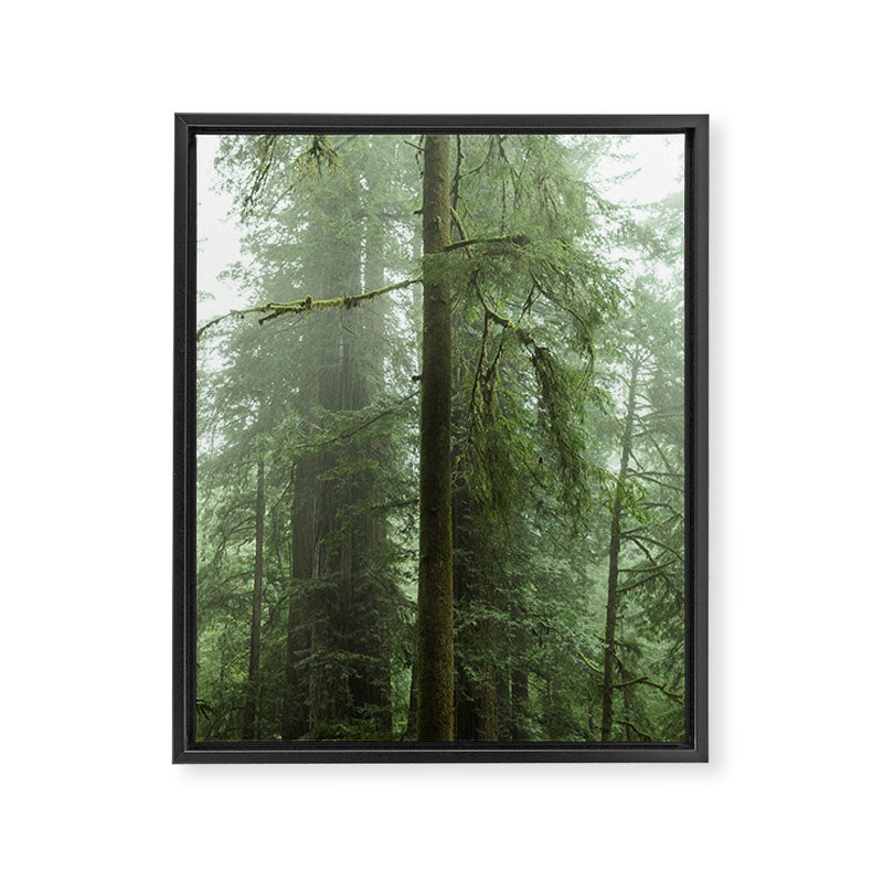 Redwood National Park - Misty Mountain Forest Adventure Framed Canvas Print Gallery Image 6