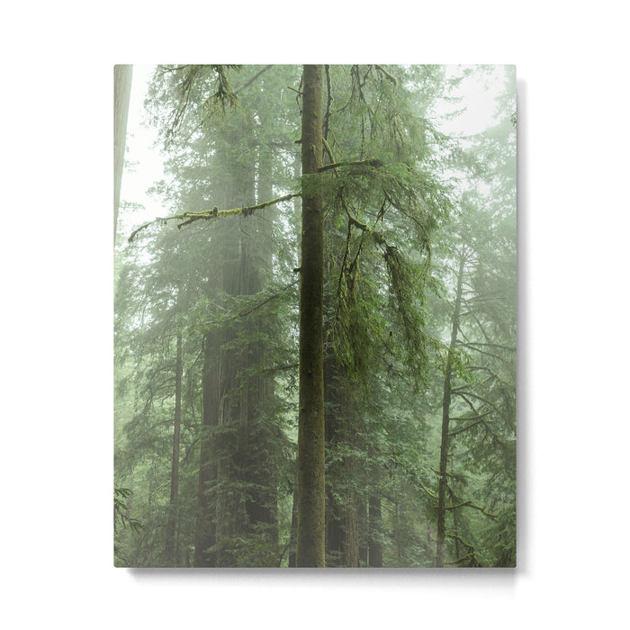 Redwood National Park - Misty Mountain Forest Adventure Metal Print Gallery Image 1