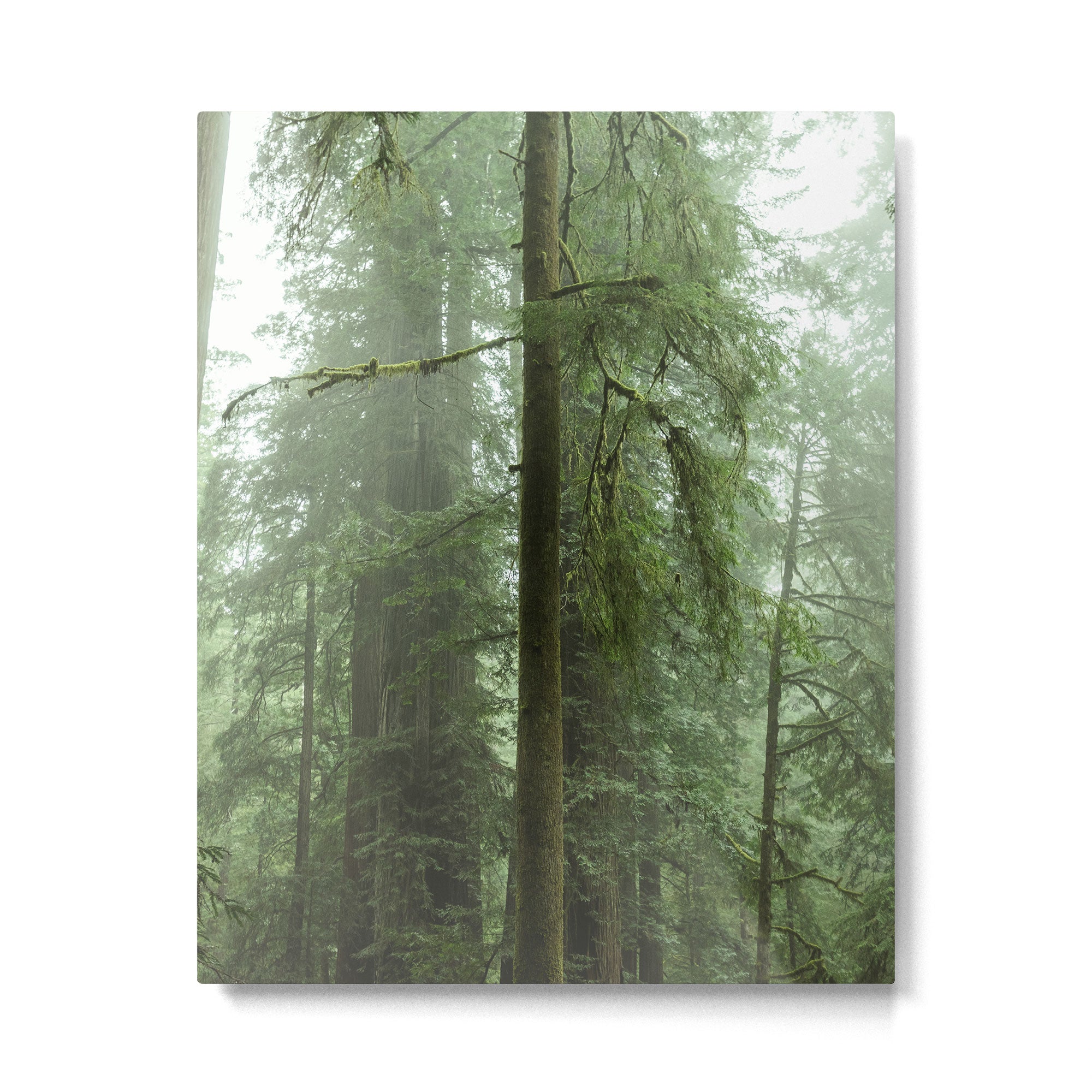 Redwood National Park - Misty Mountain Forest Adventure Metal Print Gallery Image 4