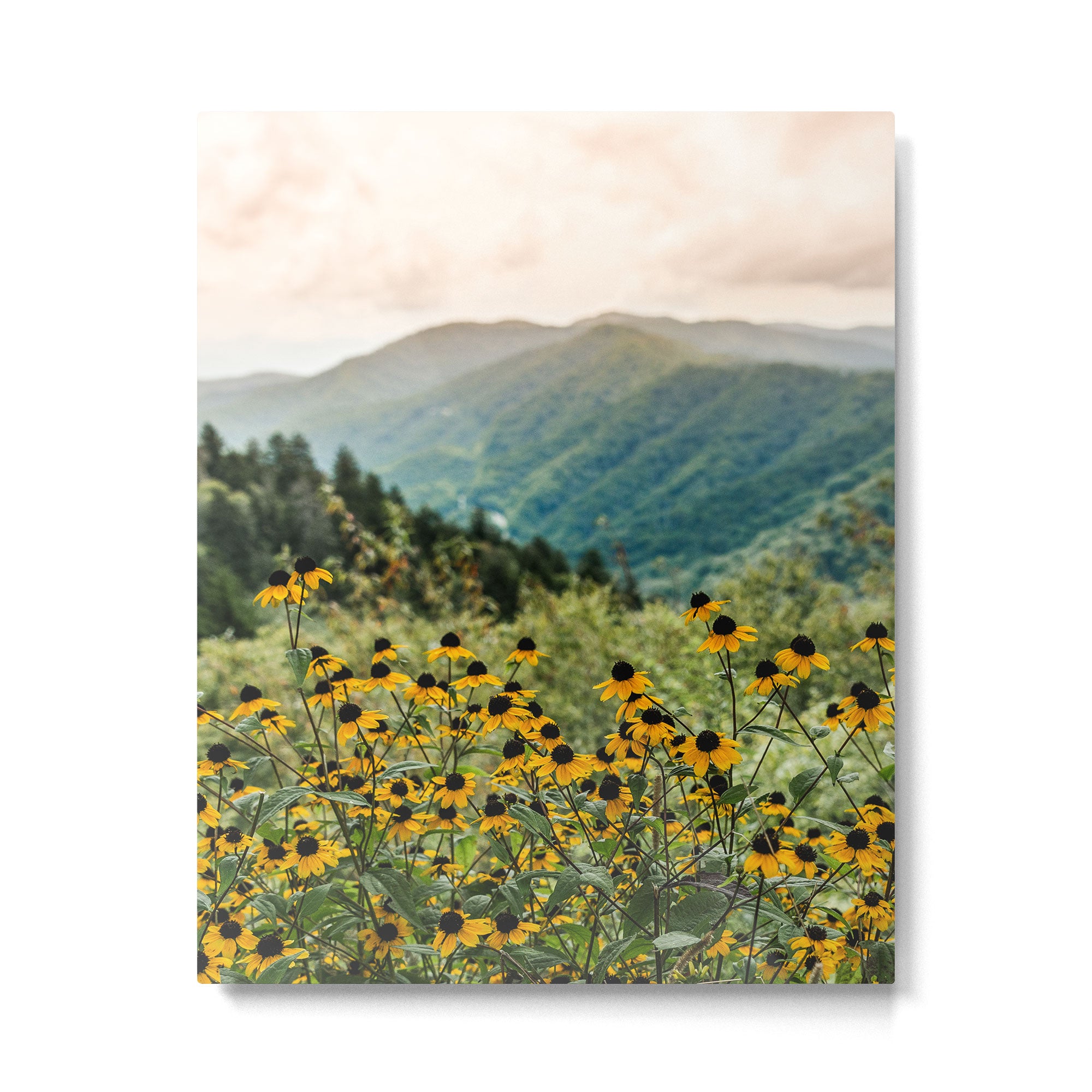 Smoky Mountains Wildflower Nature Photography Metal Print Gallery Image 4