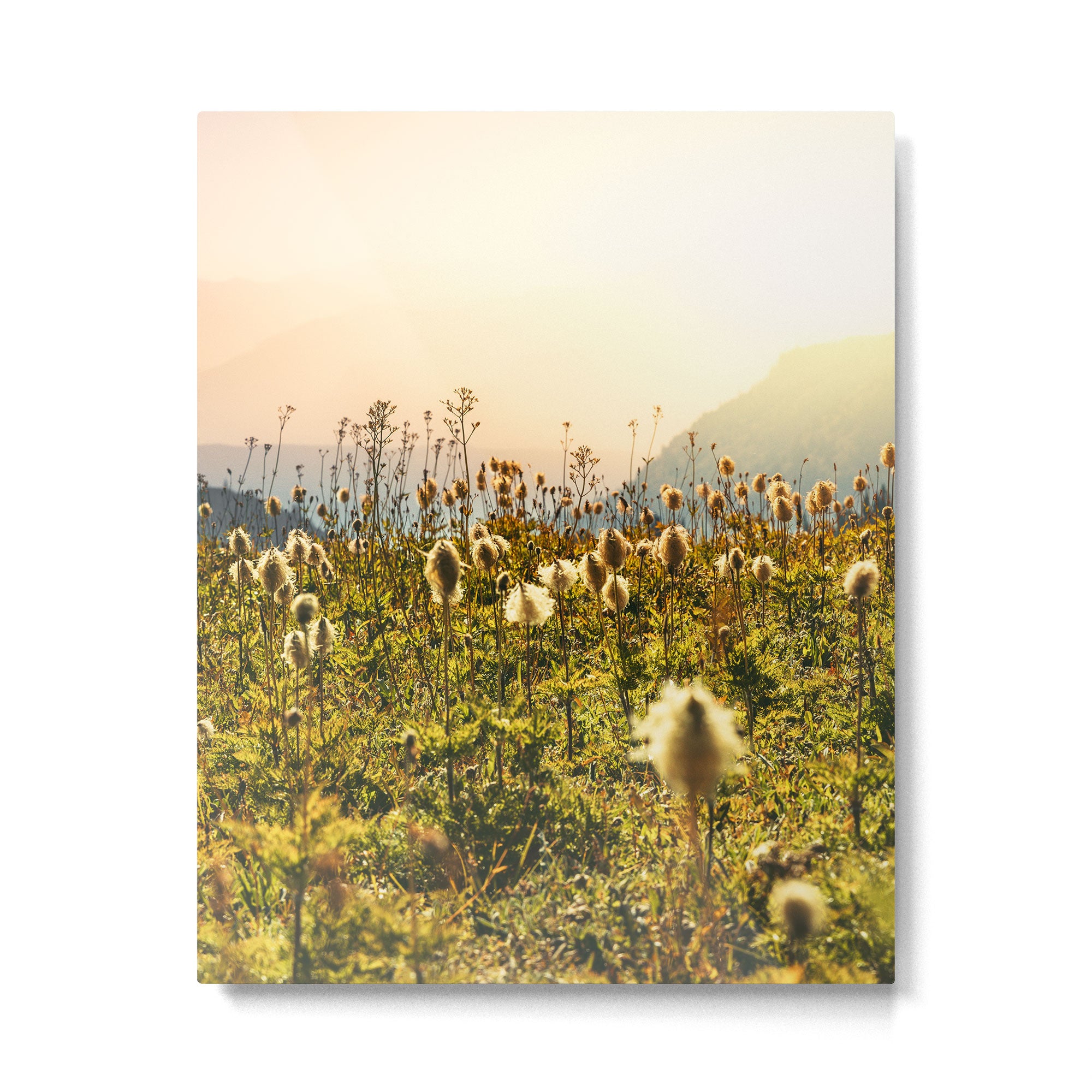 Wildflower Explosion - Mount Rainier National Park Metal Print Gallery Image 4