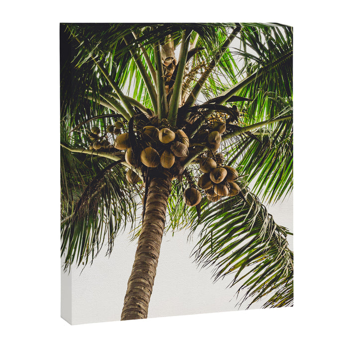Coconut Bounty Canvas Print Gallery Image 1