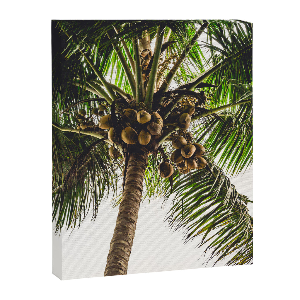 Coconut Bounty Canvas Print Gallery Image 6