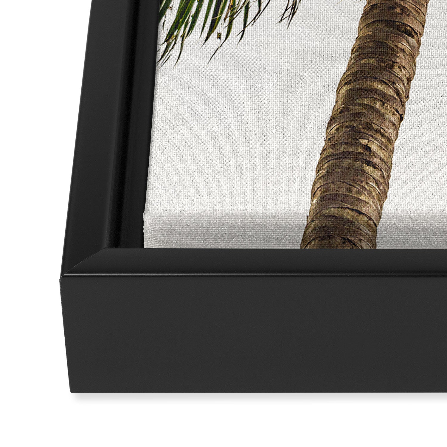 Coconut Bounty Framed Canvas Print Gallery Image 3