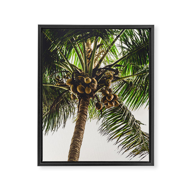 Coconut Bounty Framed Canvas Print Gallery Image 6