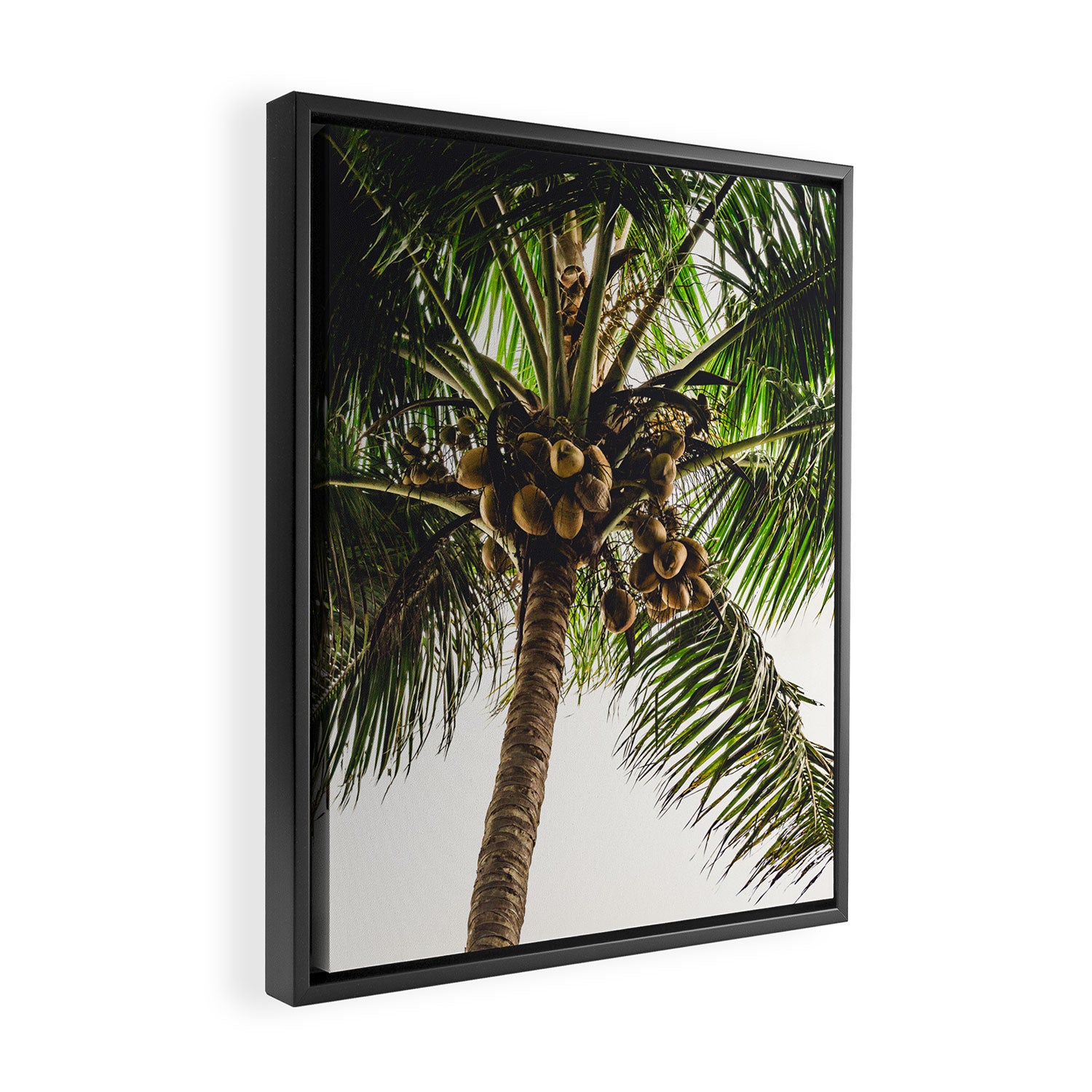 Coconut Bounty Framed Canvas Print Gallery Image 2