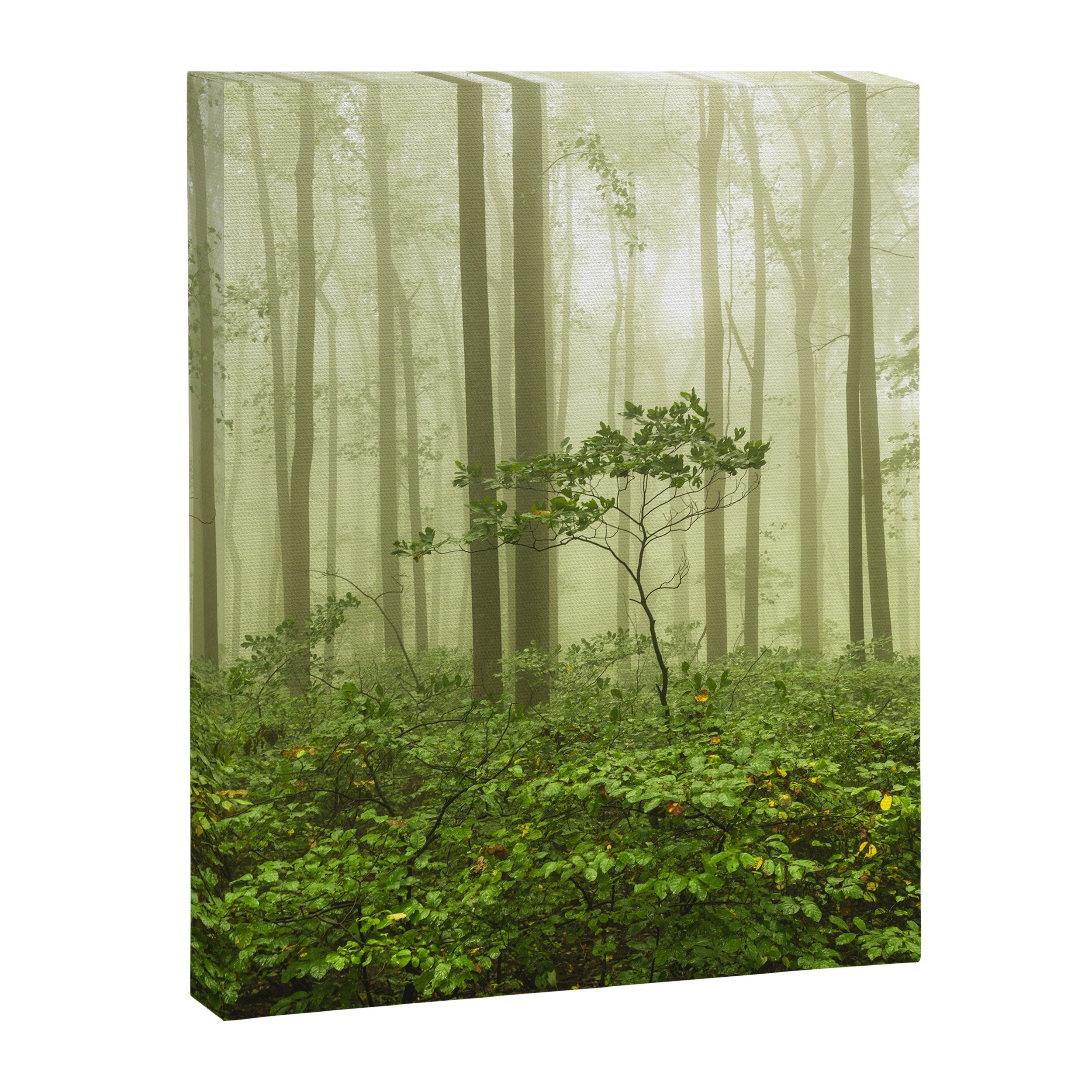 Dreaming of Appalachia - Nature Photography Digital Landscape Canvas Print Gallery Image 6