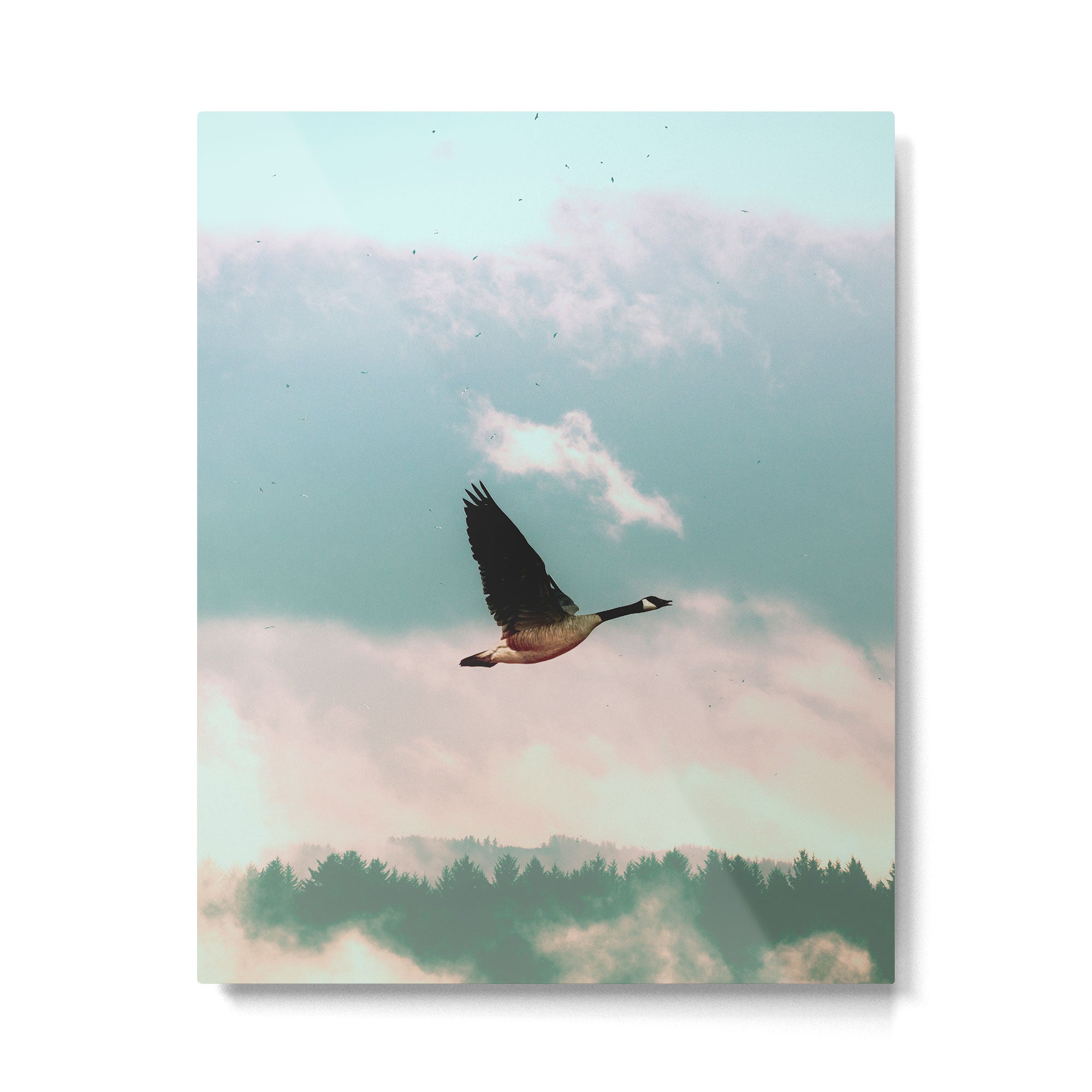 Early Bird Metal Print Gallery Image 6