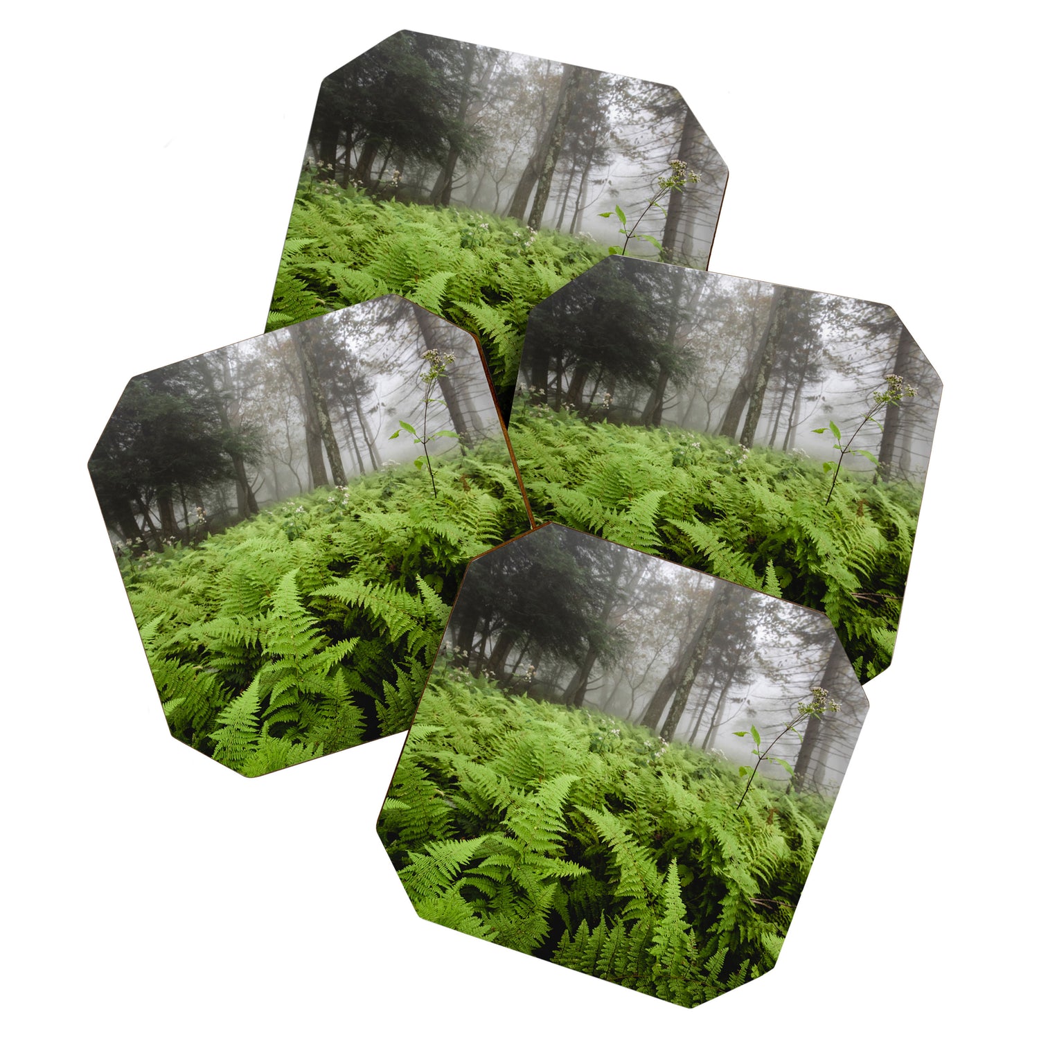 Fern Prairie Nature Forest Photography Coaster Gallery Image 1