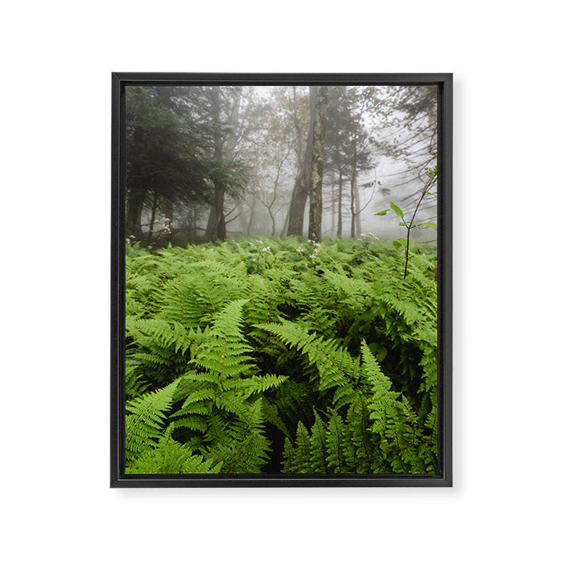 Fern Prairie Nature Forest Photography Framed Canvas Print Gallery Image 6
