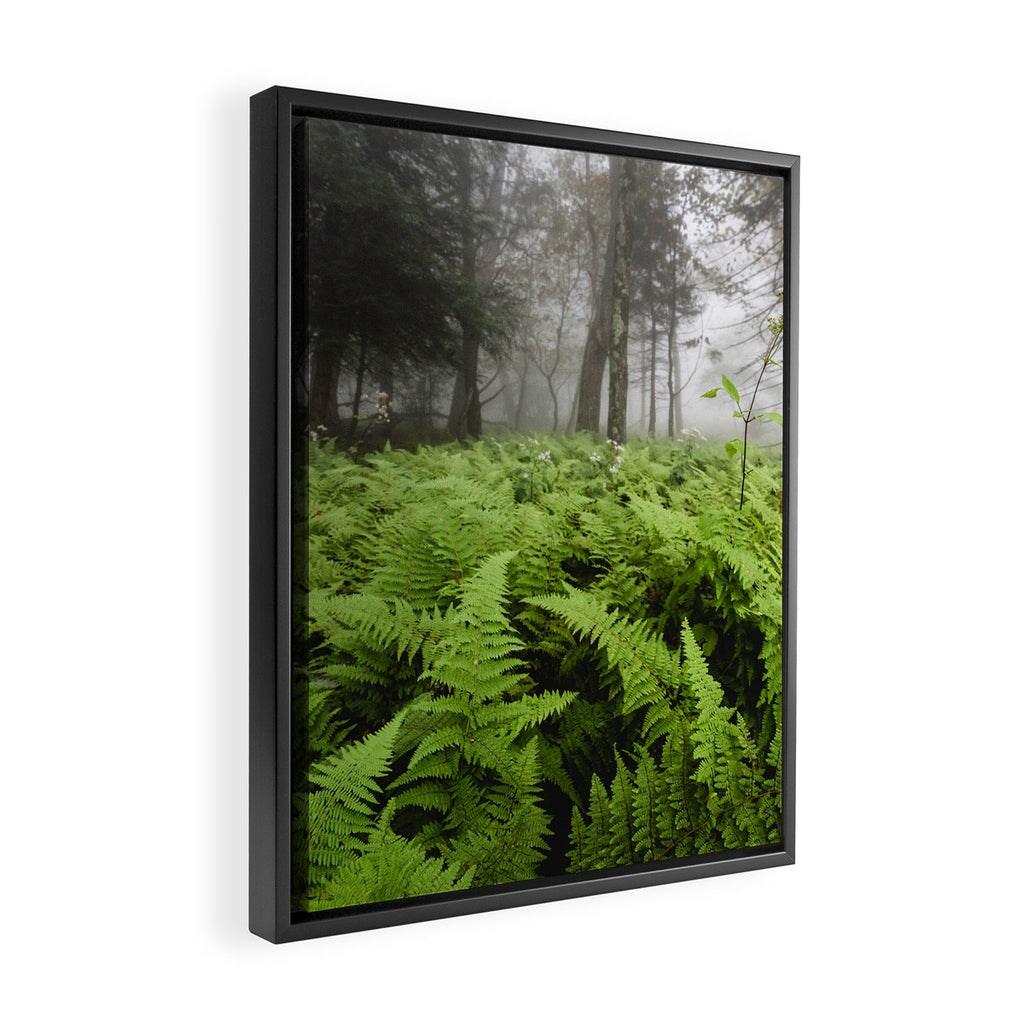 Fern Prairie Nature Forest Photography Framed Canvas Print Gallery Image 2