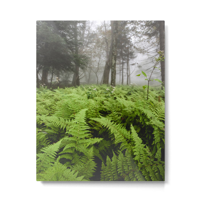 Fern Prairie Nature Forest Photography Metal Print Gallery Image 1