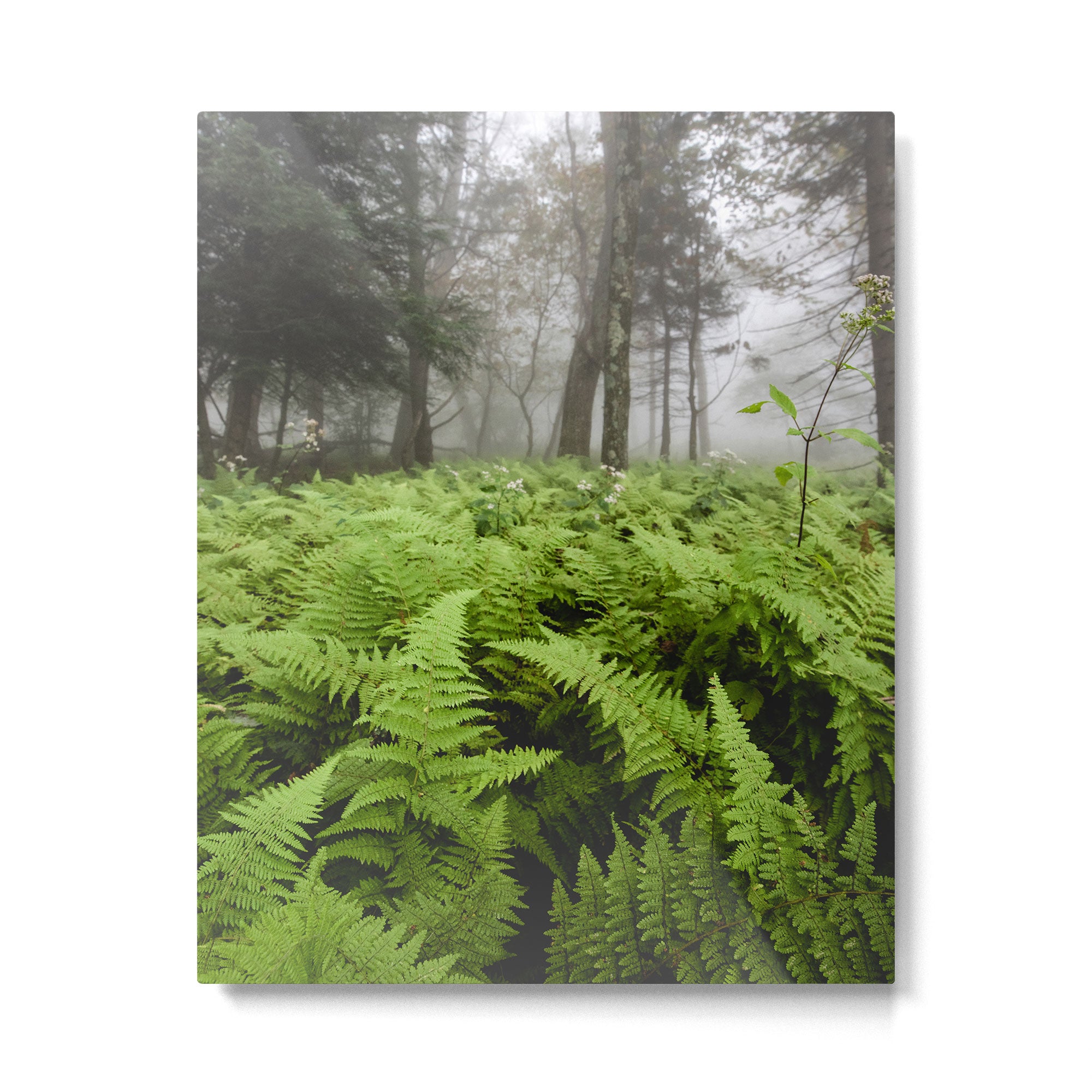 Fern Prairie Nature Forest Photography Metal Print Gallery Image 4