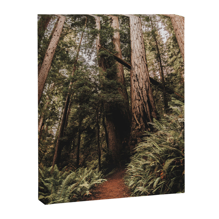 Forest Adventure - Redwood National Park Hiking Canvas Print Gallery Image 1