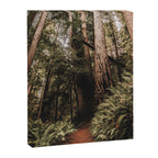 Forest Adventure - Redwood National Park Hiking Canvas Print Gallery Image 6