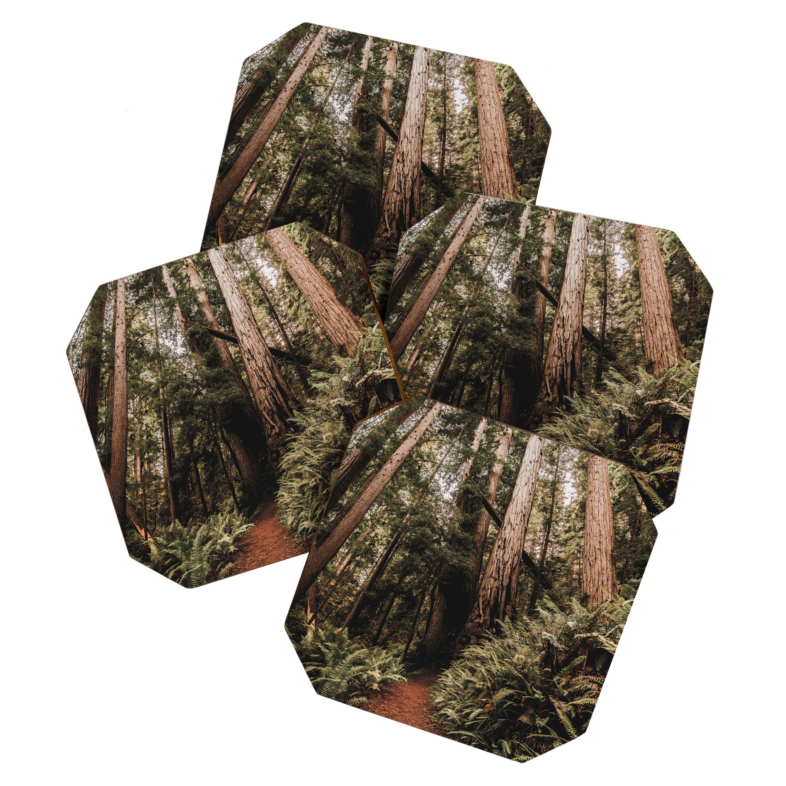 Forest Adventure - Redwood National Park Hiking Coaster Gallery Image 1