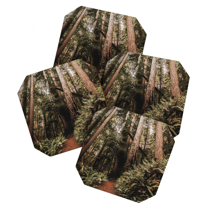 Forest Adventure - Redwood National Park Hiking Coaster Gallery Image 1