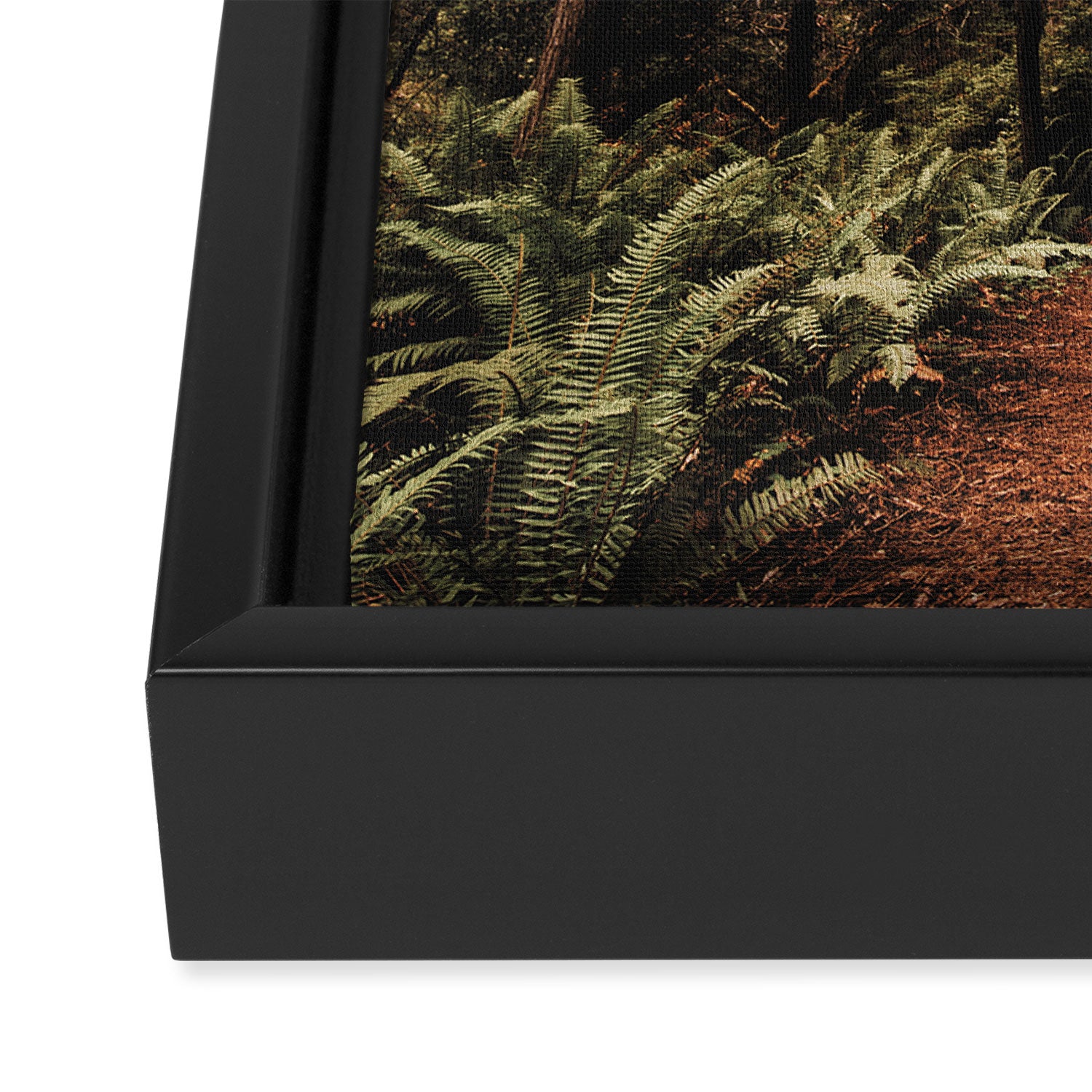 Forest Adventure - Redwood National Park Hiking Framed Canvas Print Gallery Image 3