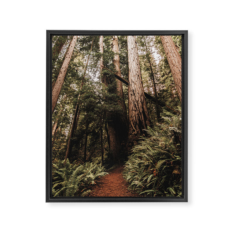 Forest Adventure - Redwood National Park Hiking Framed Canvas Print Gallery Image 6