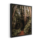 Forest Adventure - Redwood National Park Hiking Framed Canvas Print Gallery Image 2